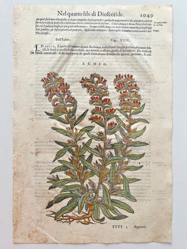 Mattioli xilografia 1500 - mattioli,
