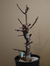 Commiphora rostrata - 2512 -