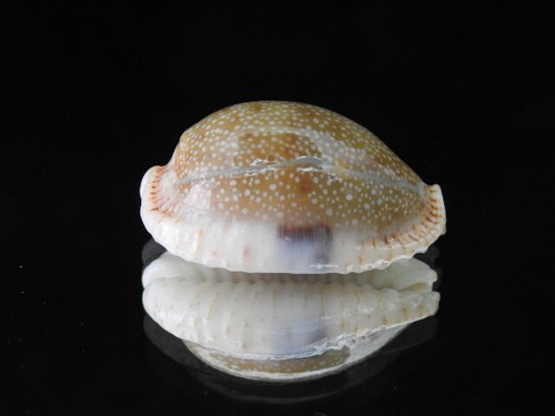 Sea shell cypraea erosa - sea,