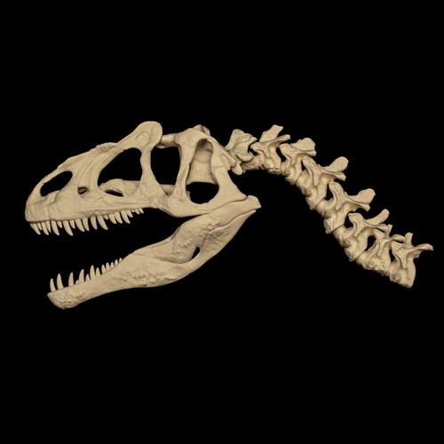 Allosaurus skull wall mount - skull,