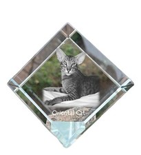 Gatto orientale dado di