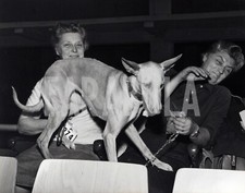 Foto vintage Animali, esposizione canina a Milano, levriero, stampa 21 x 27 cm