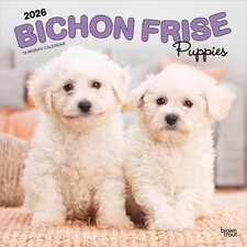 Bichon Frise Puppies |