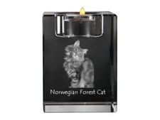 Gatto delle foreste norvegesi
