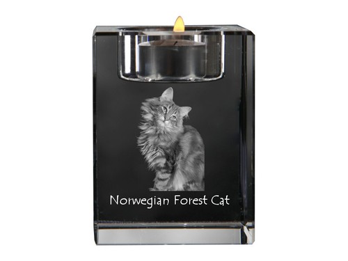 Gatto delle foreste norvegesi