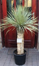 Yucca rostrata dal Messico