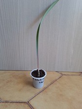 Hippeastrum Stylosum 1 bulb, 1,2cm + 1 Offset. Bulb Rare.