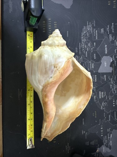 Conchiglia busycon carica - busycon,