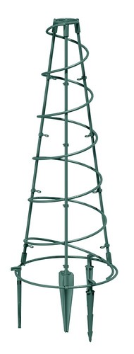 Piramide pianta tonda - pianta,