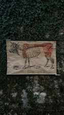 Vecchia Tavola Anatomica