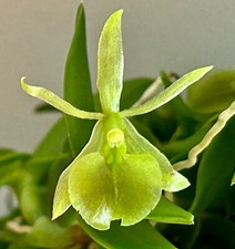 Epidendrum Species 'Pepper alba' fiorito legato orchidea orchidee