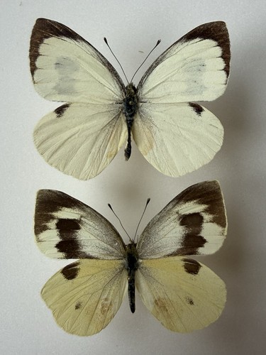 Pieridae pieris cheiranthi - pieridae,