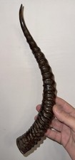 Corna di gazzella originali