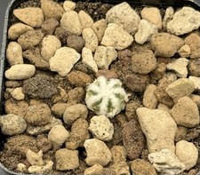 Aztekium hintonii minor - hintonii, gcg