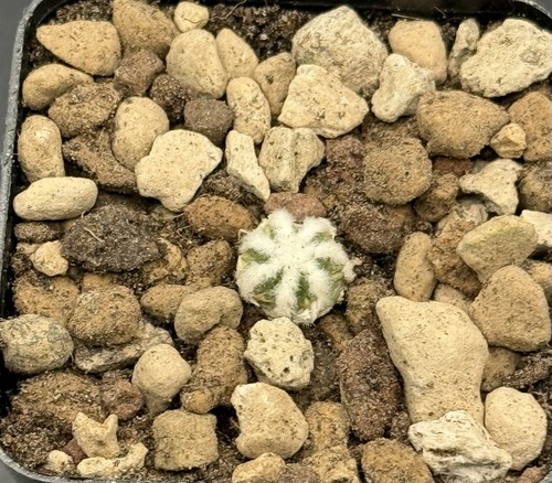 Aztekium hintonii minor - aztekium,