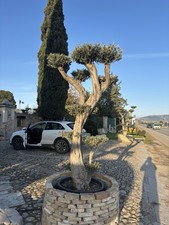 Pianta Olivo Leccino Bonsai