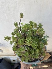 Pianta Sedum sediforme  sedum