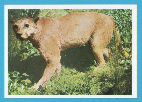 Animali tutto il - animali,