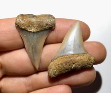 2 denti di Carcharodon