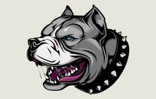 Cane pitbull amstaff - pitbull, dogo