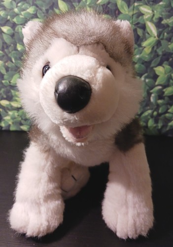 Siberian husky costruisci - costruisci, un