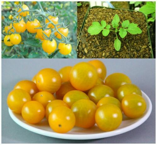 Semi pomodoro galapagos - pomodoro,