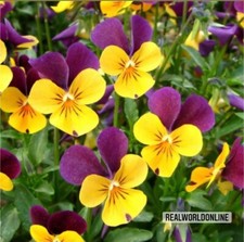 Viola Cornuta Gialla-Viola –