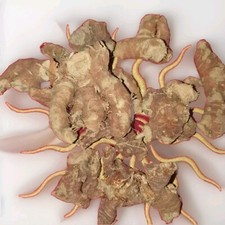 Mandragora O Mandragola Il Peso 20/30 Gr