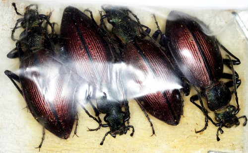 Ceroglossus buqueti