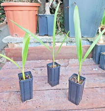 WASHINGTONIA filifera PALM tree CALIFORNIA resistente al freddo