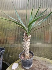Yucca gloriosa cm - 🌴yucca, 50