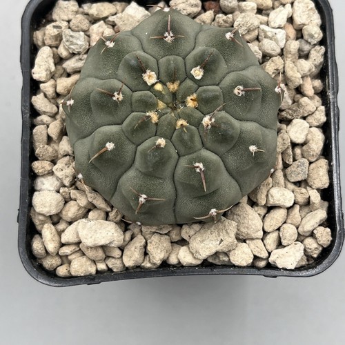 Gymnocalycium vatterii
