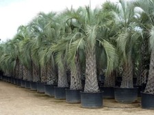 15 Semillas Palmera Yatai  (Butia yatai) grains, sementes