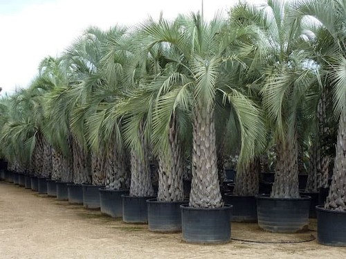 Semillas palmera yatai - semillas,