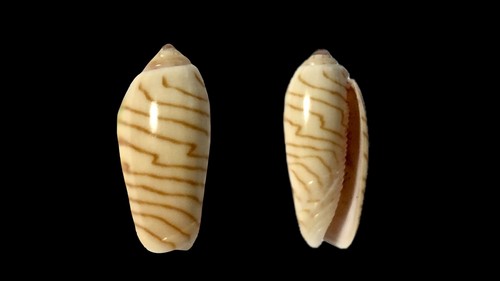 Olividae oliva sibogae - olividae,,