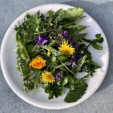 Erbe selvatiche per tartarughe terrestri