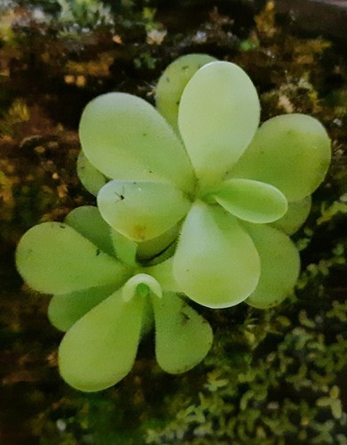 Pianta carnivora pinguicula - pianta,
