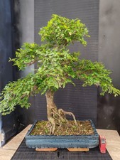 Bonsai olmo cinese h - 65, cm