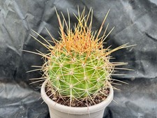FEROCACTUS ALAMOSANUS IL