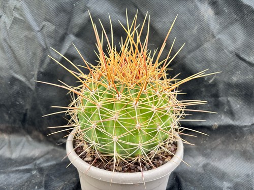 Ferocactus alamosanus - ferocactus,