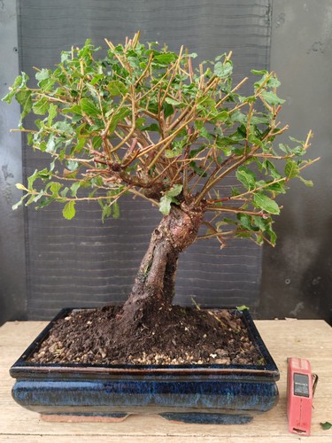 Bonsai quercia sughero - da,