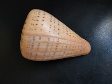 Conchiglia Shell CONUS