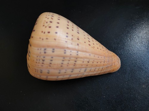 Conchiglia shell conus - conchiglia,