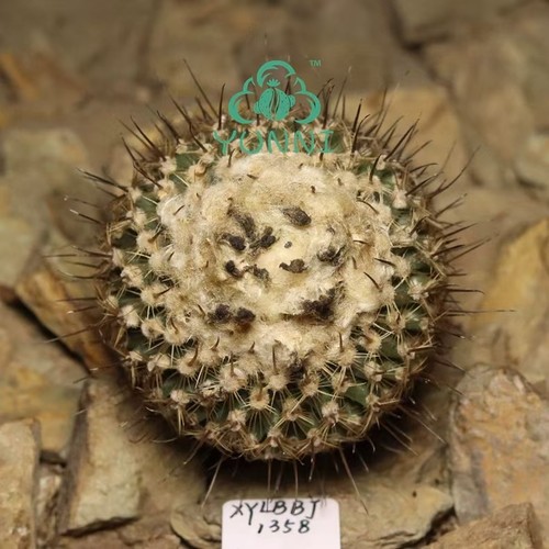 Raro cactus turbinicarpus