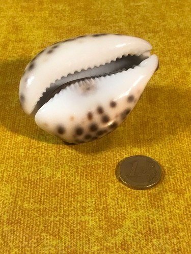 Conchiglia oceanica ciprea - conchiglia,