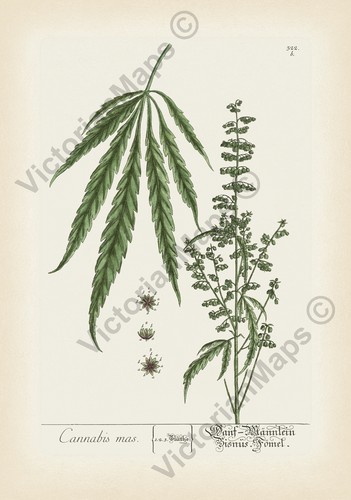 Cannabis canapa antica stampa