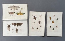Storia naturale, entomologia