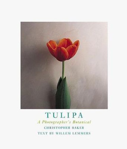 Tulipa photographer s - a, photographer's