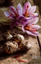 10 BULBI DI CROCUS SATIVUS _