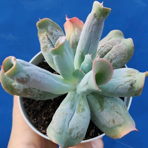 Echeveria culibra pot cm - echeveria,